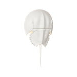 Horseshoe Crab Sconce - White